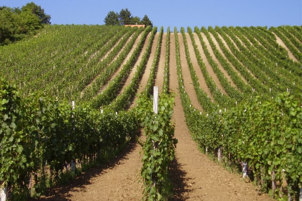 Kolarić vinogradi